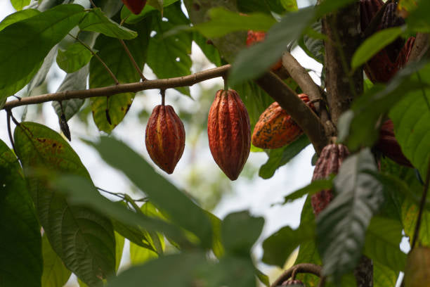 Ceremonial Cacao 500g